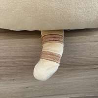 福福貓 寵物窩｜ふくふくにゃんこ ペットベット