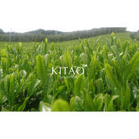 KITAO MATCHA 有機抹茶酵素洗顏粉 單次包裝 1.2g×30包｜KITAO MATCHA エンザイムパウダー