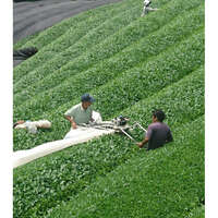 鹿兒島知覽有機抹茶洗顏粉 三種神經醯胺 75g｜抹茶の潤い洗顔パウダー